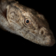 Monitoring lizard (Varanus bengalensis)